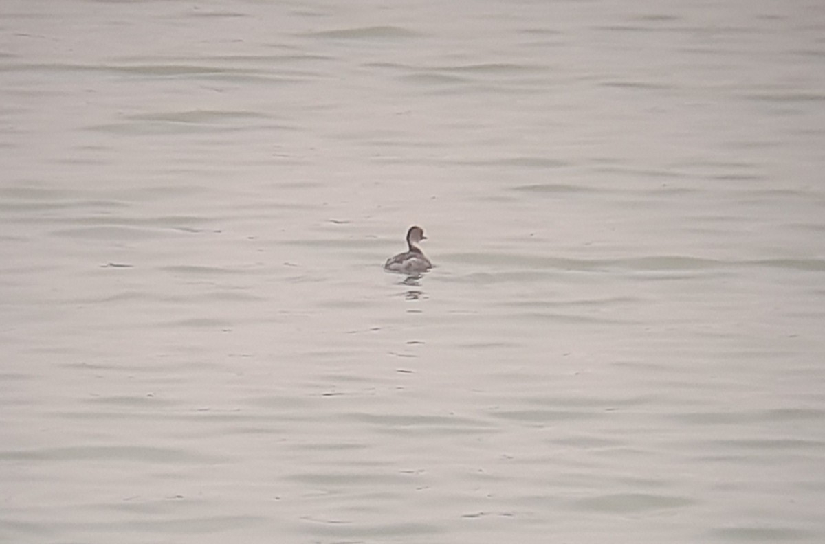 Silvery Grebe - ML465353121
