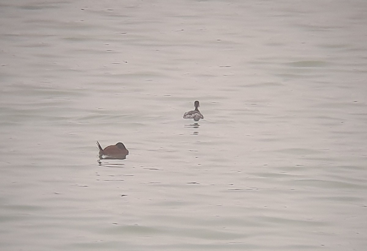 Silvery Grebe - ML465353131