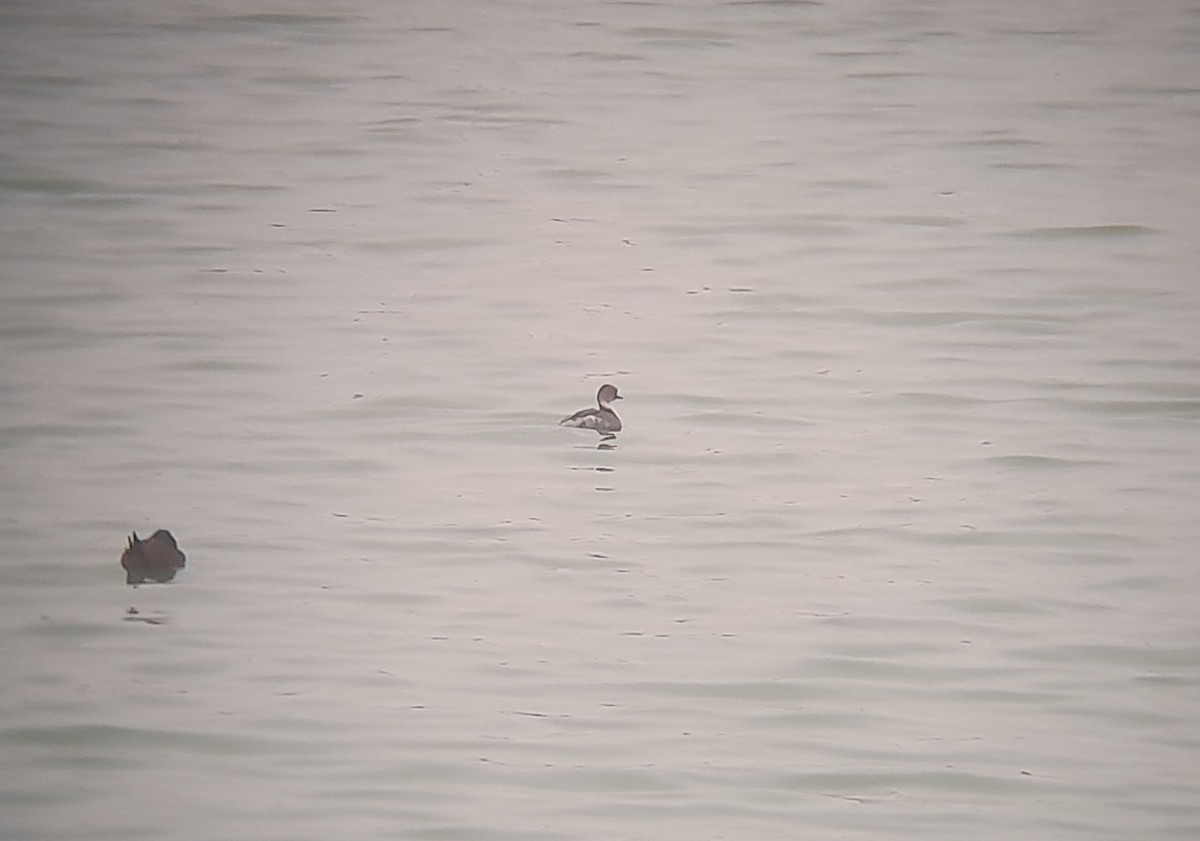 Silvery Grebe - ML465353141