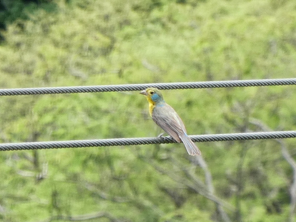 Orange-breasted Bunting - ML465353781