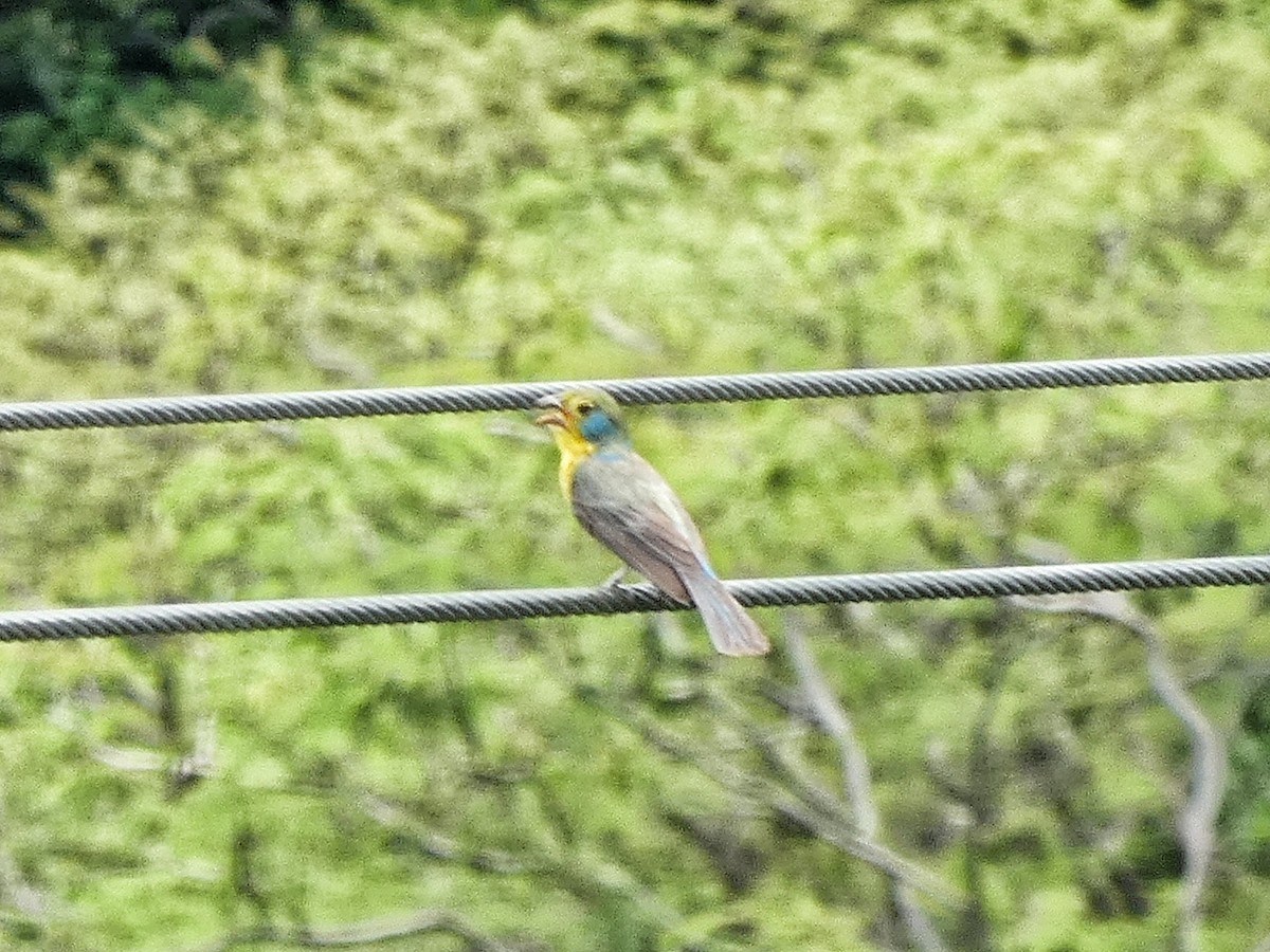 Orange-breasted Bunting - ML465353791