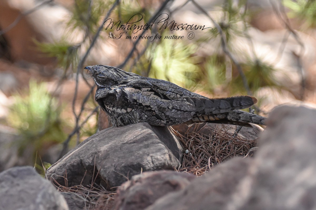 Eurasian Nightjar - ML465354621