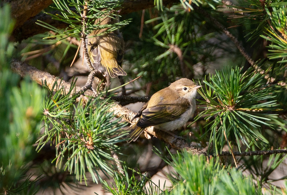 Mosquitero Papialbo - ML465357591