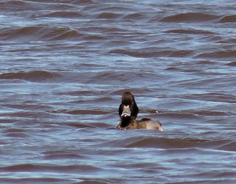 Greater Scaup - ML46535871