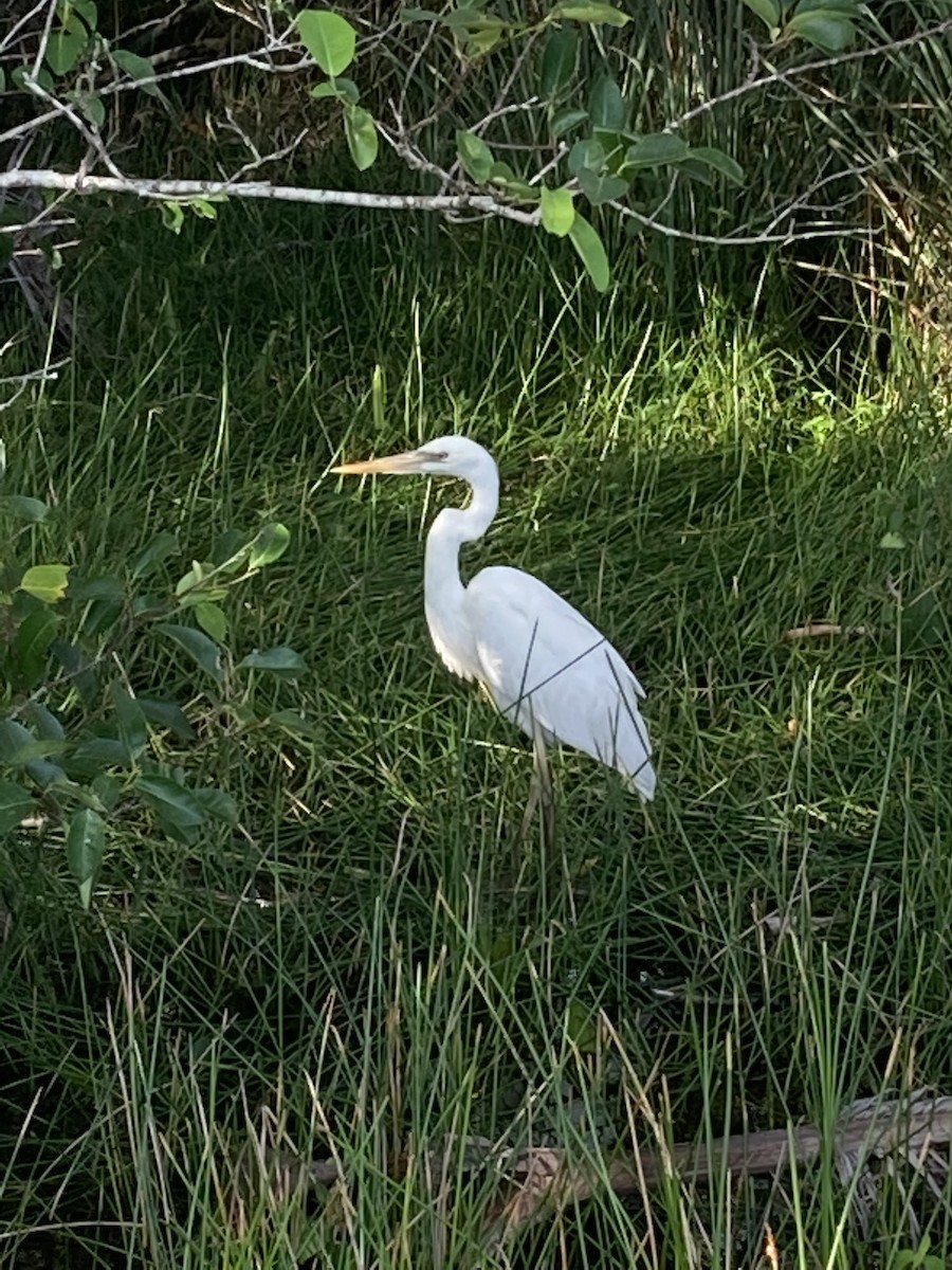 Great Blue Heron (Great White) - ML465358991