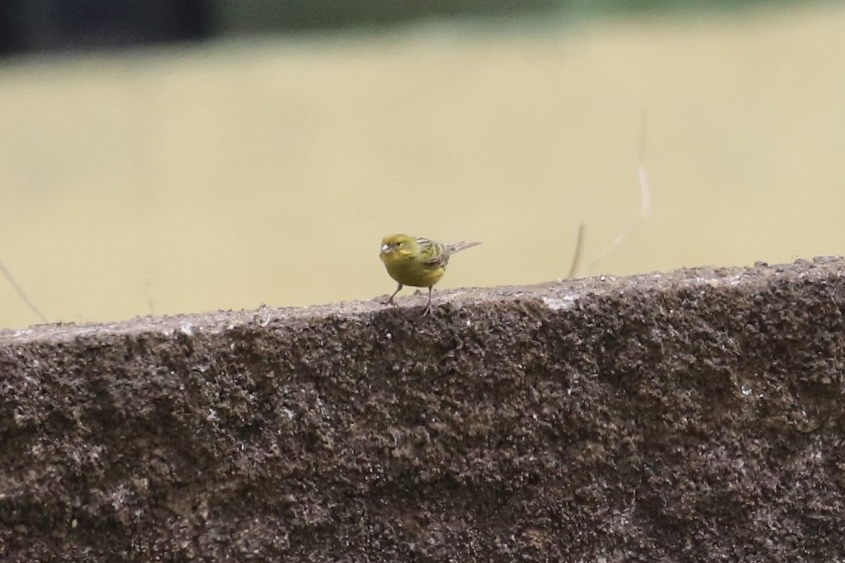 Island Canary - Susan Murphy