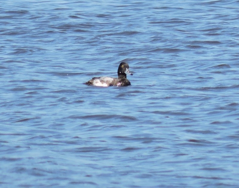 Greater Scaup - ML46536101