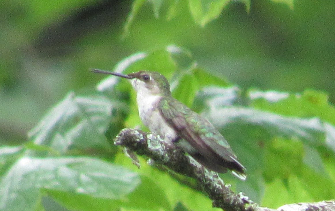 Ruby-throated Hummingbird - ML465361191