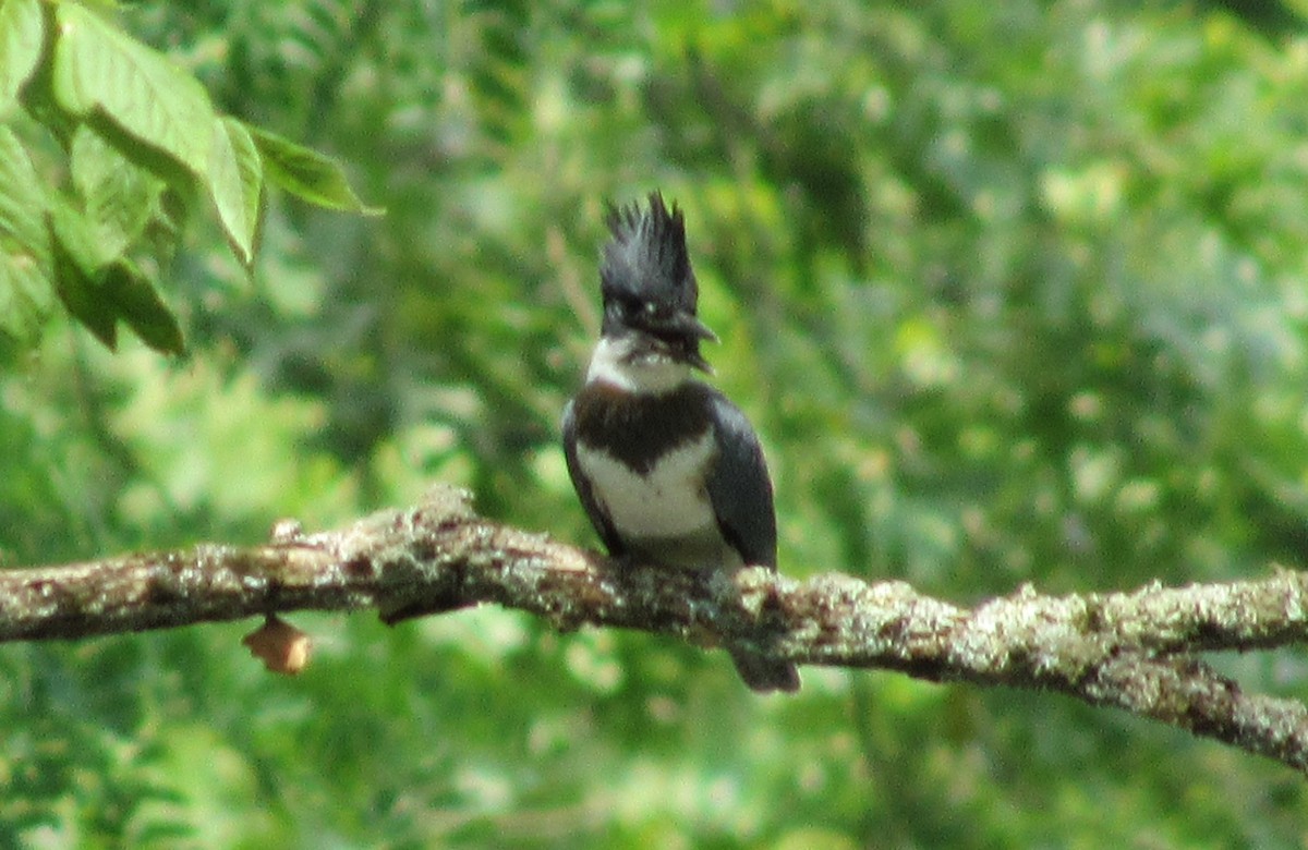 Belted Kingfisher - ML465361601