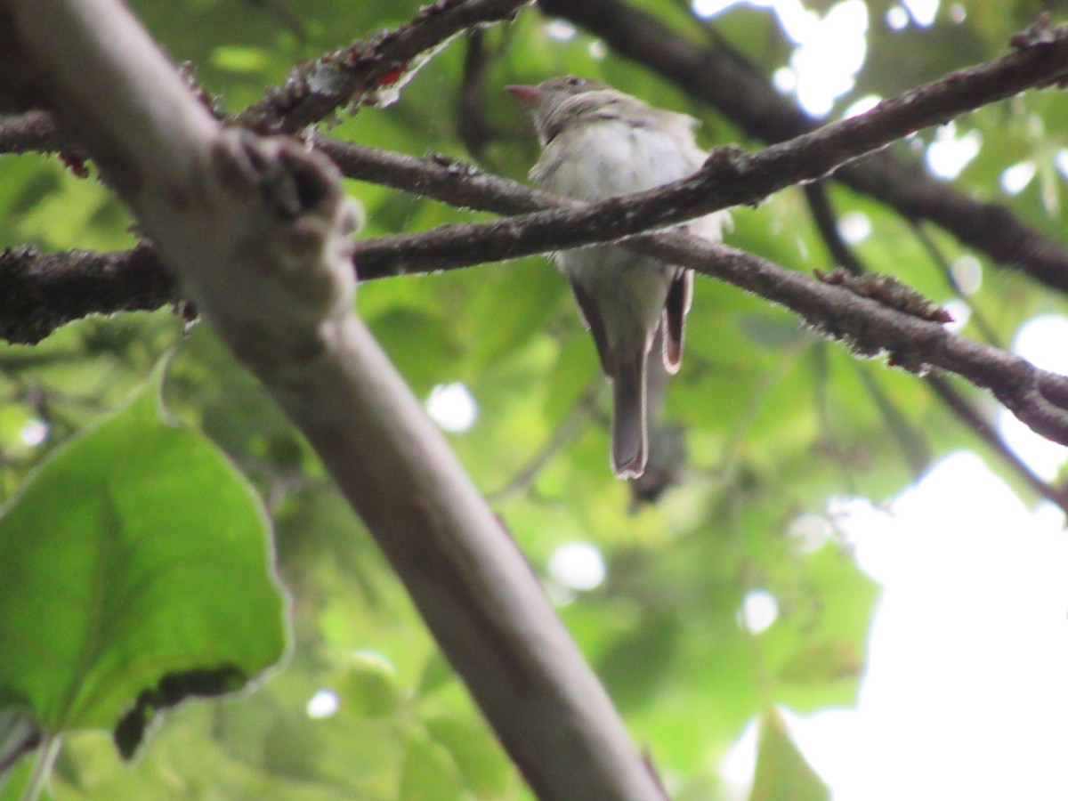 Acadian Flycatcher - ML465361651