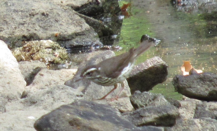 Louisiana Waterthrush - ML465361841