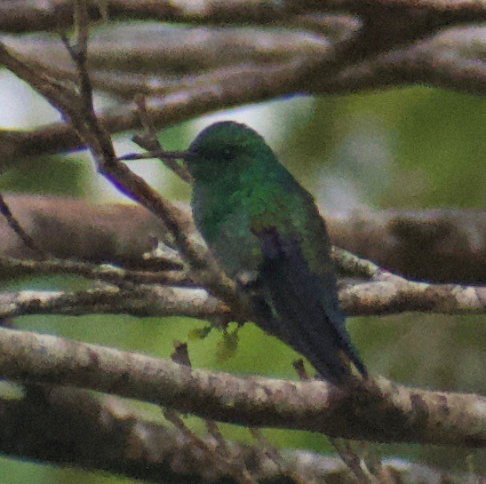 Blue-vented Hummingbird - ML465361911