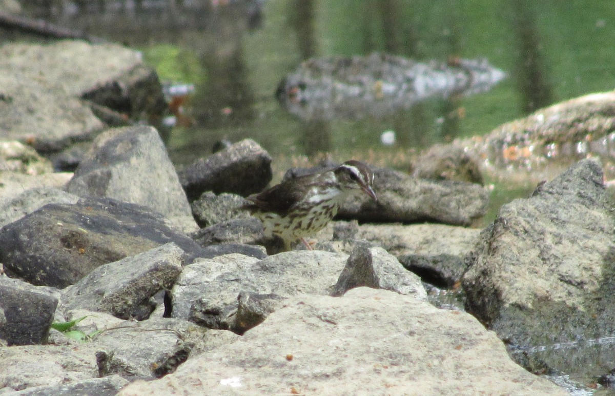 Louisiana Waterthrush - ML465362131