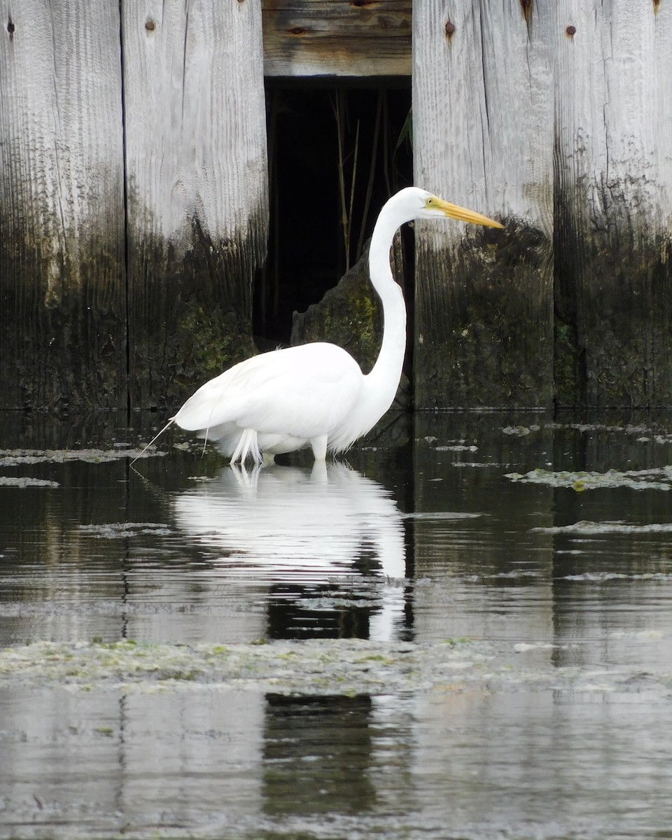 Great Egret - Doug DeFeo
