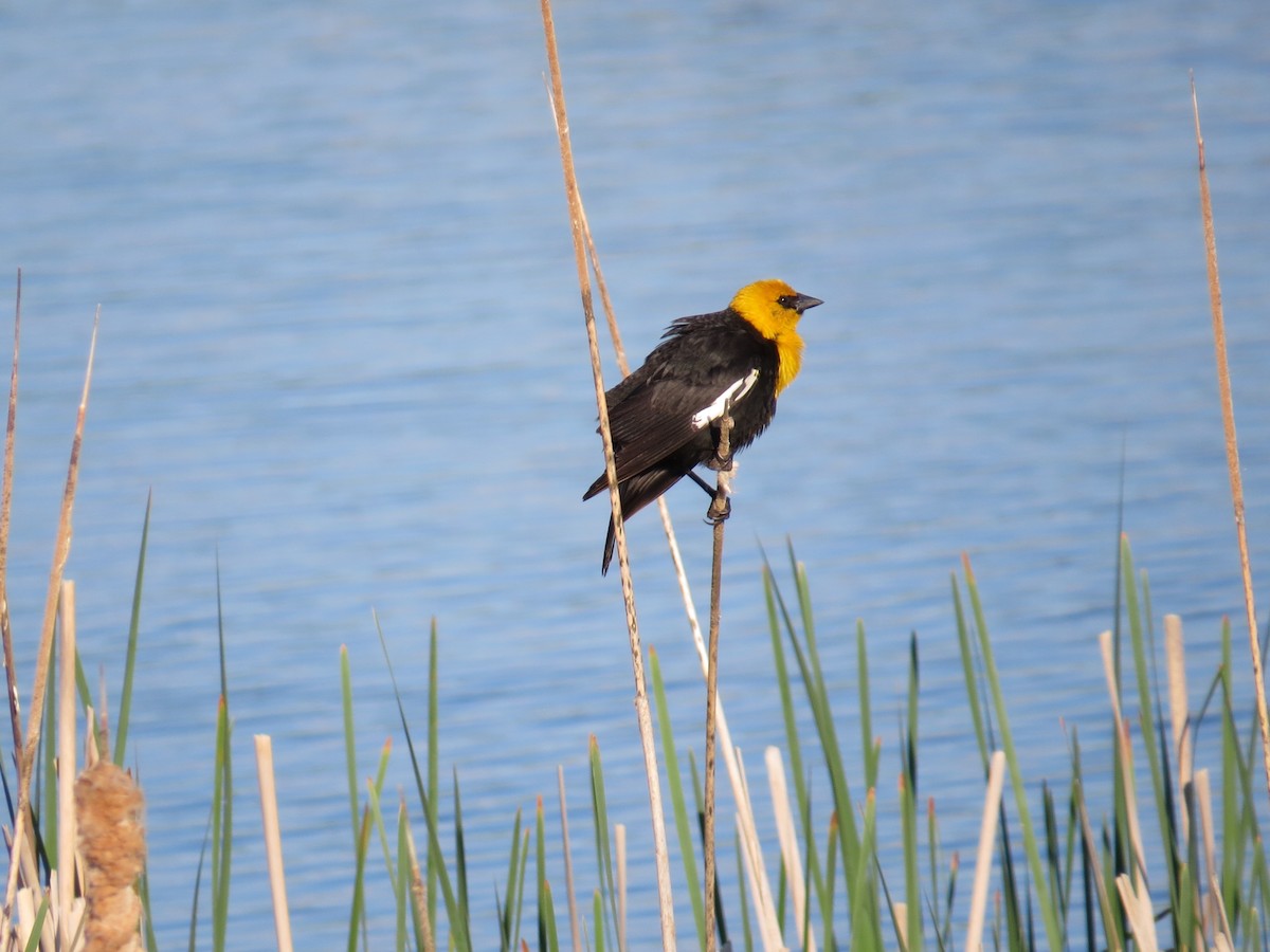 Yellow-headed Blackbird - ML465364891