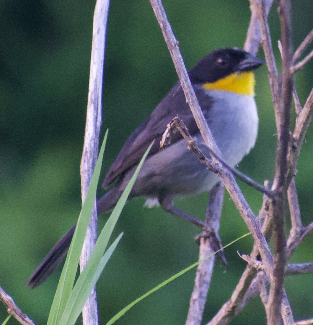 White-naped Brushfinch - ML465368431