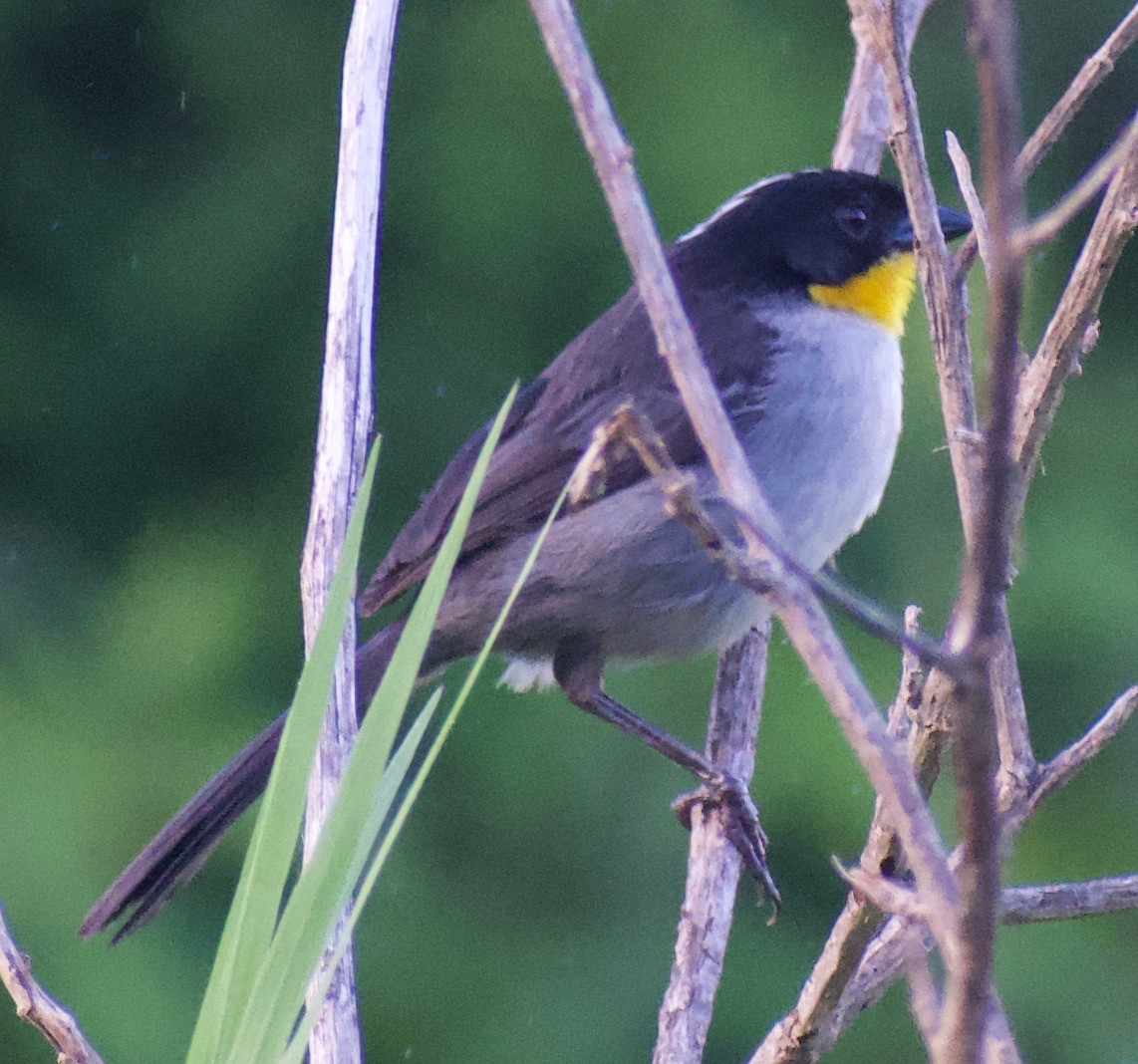 White-naped Brushfinch - ML465368451