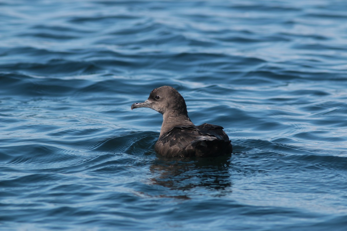 Sooty Shearwater - ML465368571