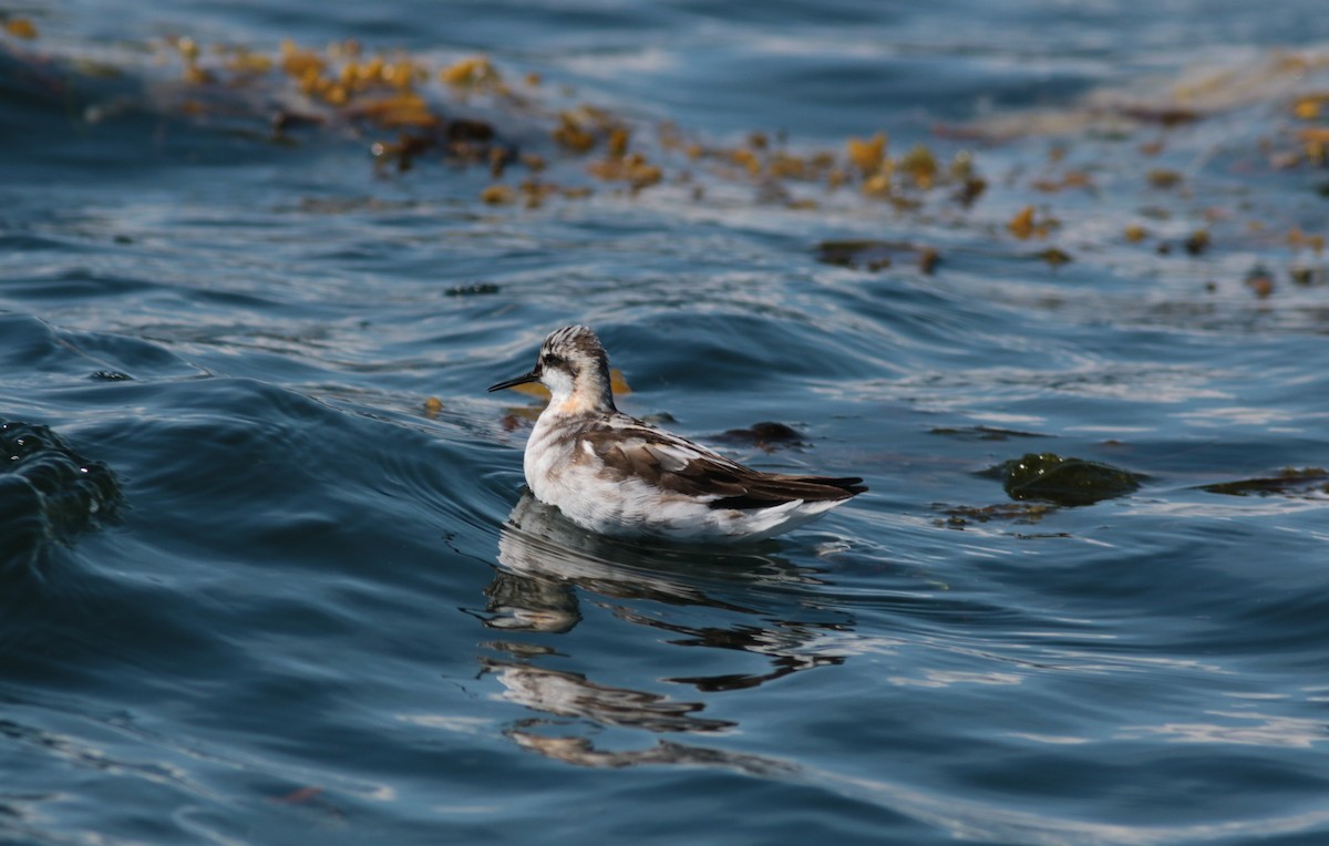 svømmesnipe - ML465368781