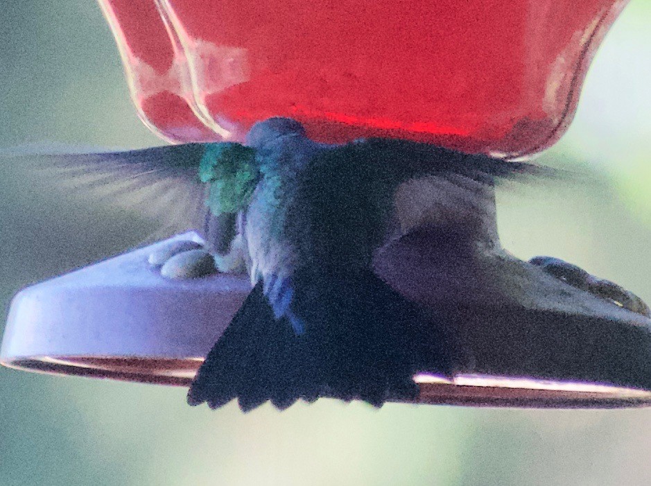 Blue-vented Hummingbird - ML465368841