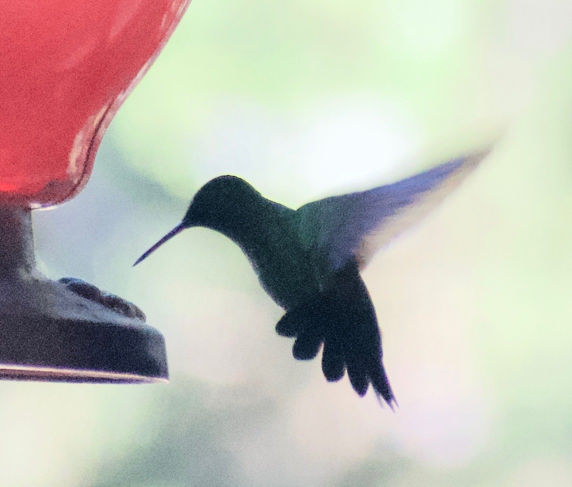 Blue-vented Hummingbird - ML465368851