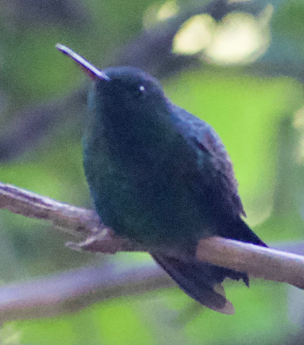 Blue-vented Hummingbird - ML465368871