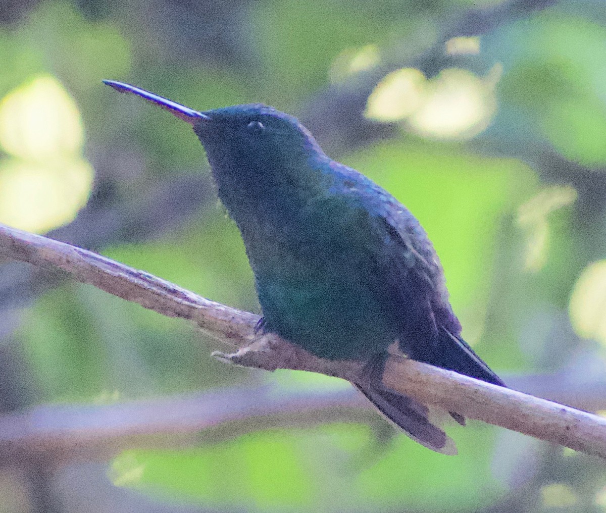 Blue-vented Hummingbird - ML465368881