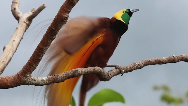 Greater Bird-of-Paradise - ML465370