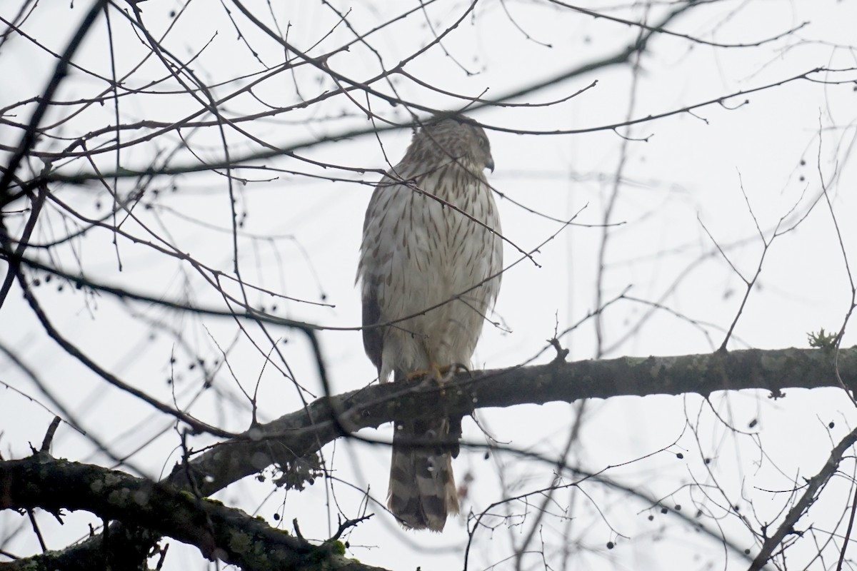 Cooper's Hawk - Harumi Umi