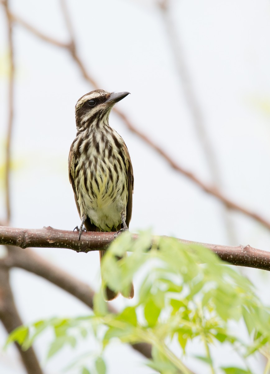 Streaked Flycatcher - ML46537311