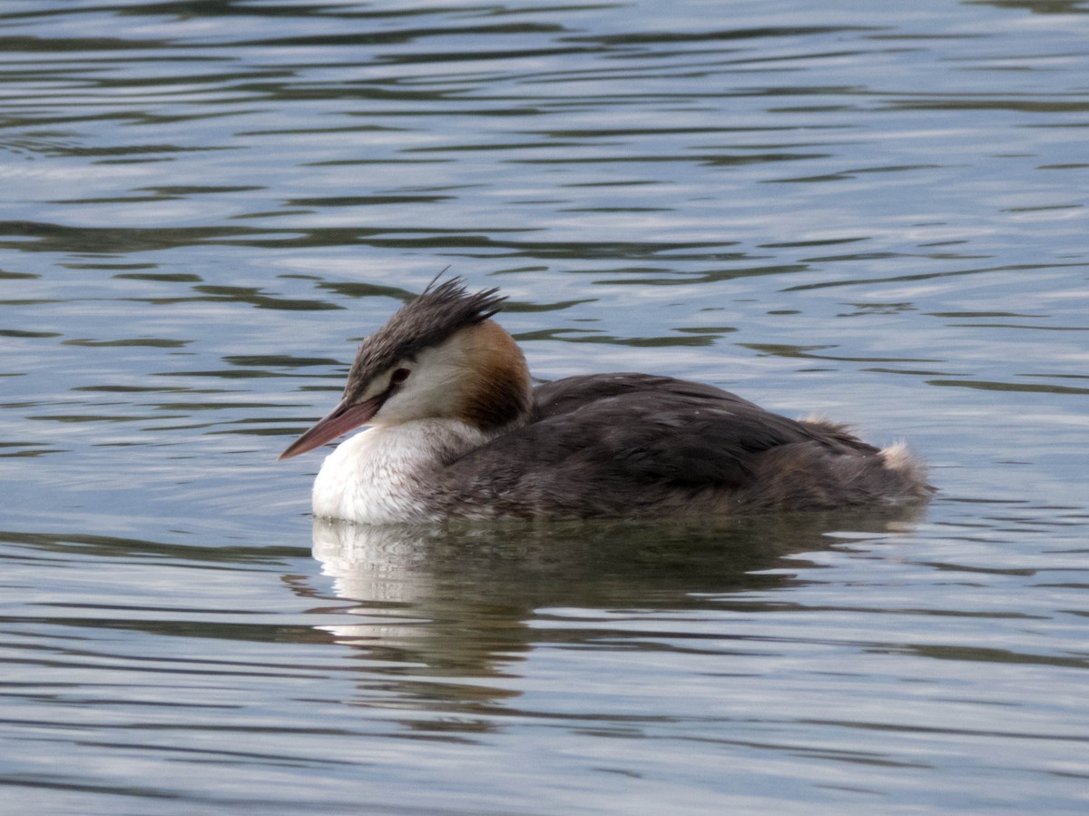 Great Crested Grebe - ML465373731