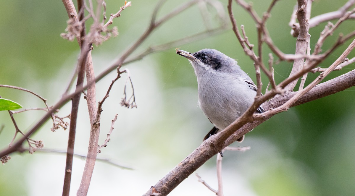 Masked Gnatcatcher - Mariano  Ordoñez