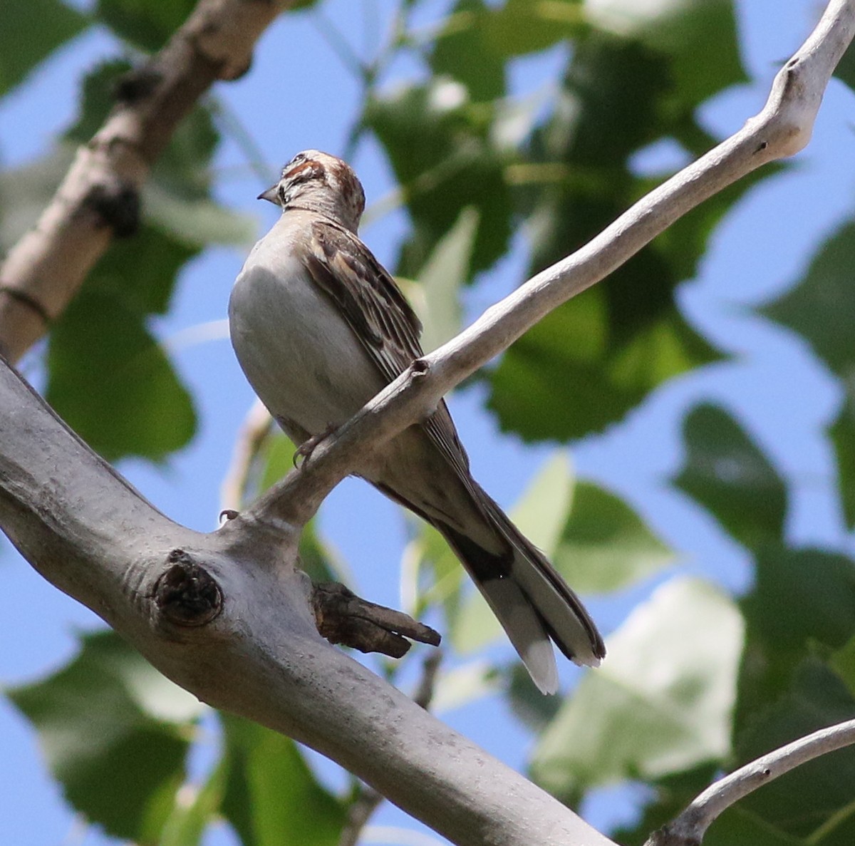 Lark Sparrow - Lorraine Lanning