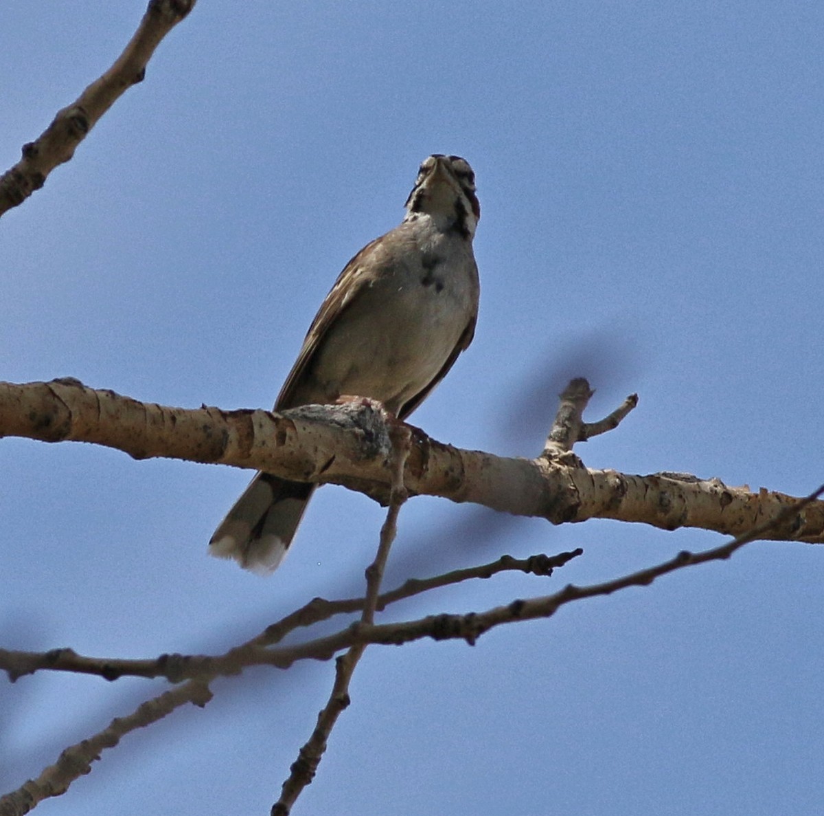 Lark Sparrow - ML465375491