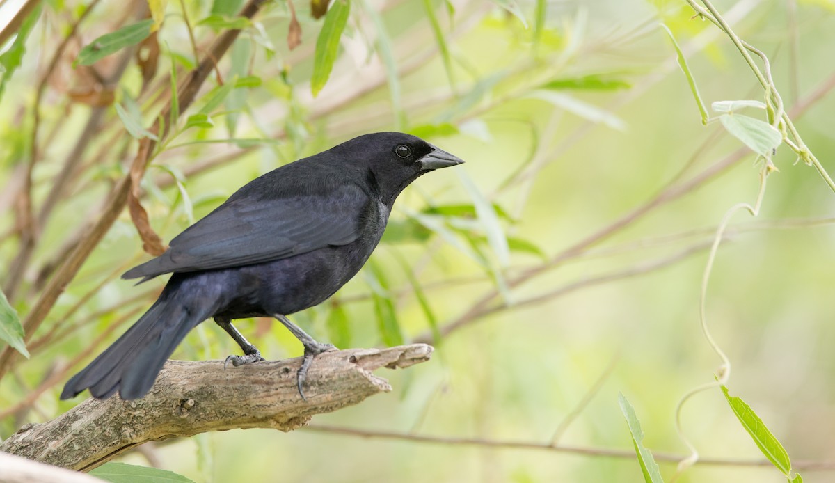 Shiny Cowbird - ML46537601