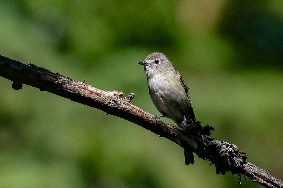 Cassin's Vireo - Ethan Denton