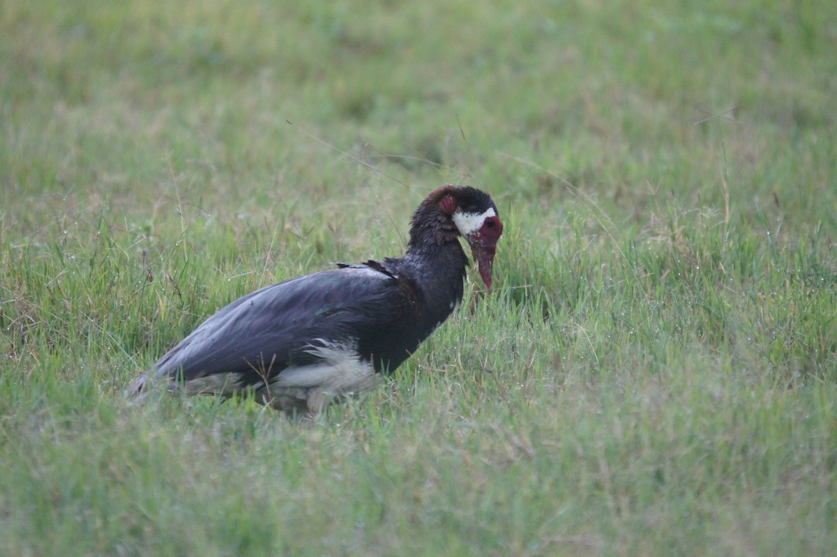Spur-winged Goose - ML465377761