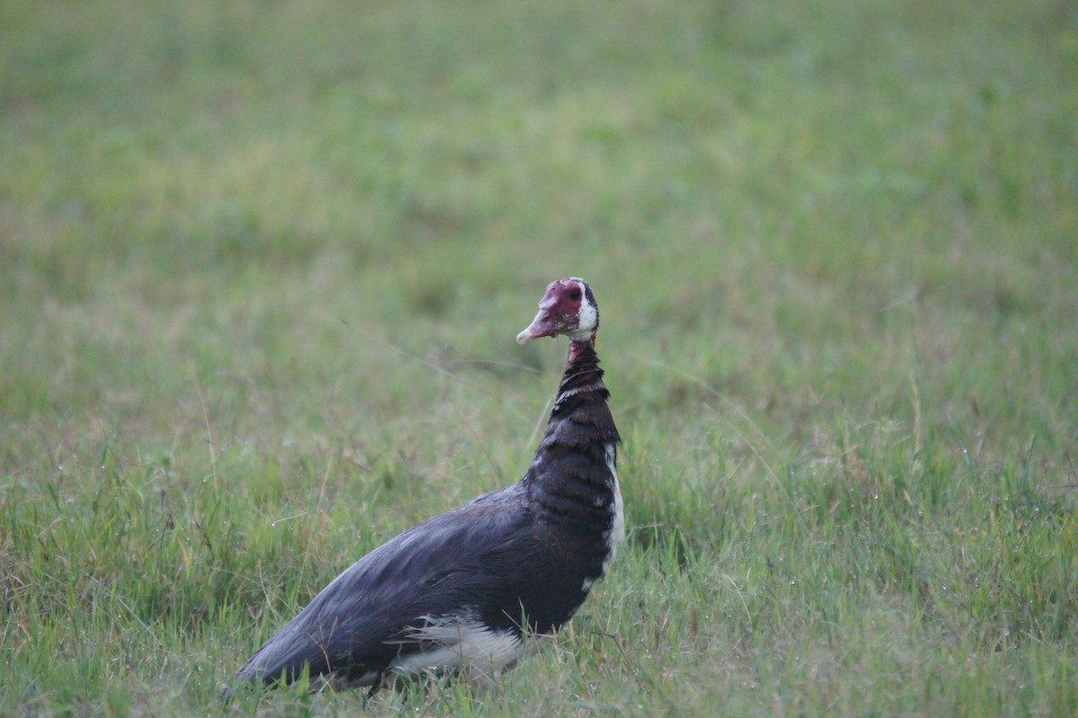 Spur-winged Goose - ML465377771
