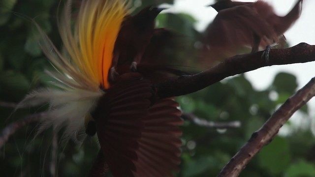 Paradisier grand-émeraude - ML465378