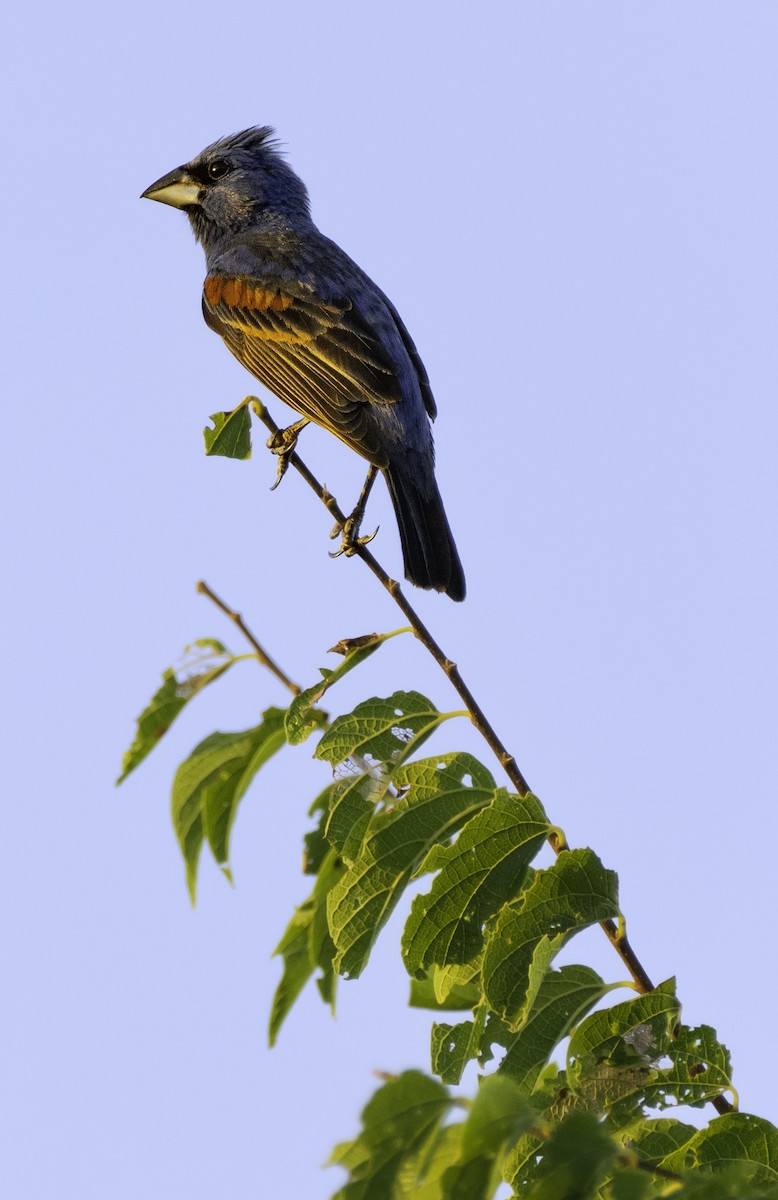 Blue Grosbeak - ML465378021