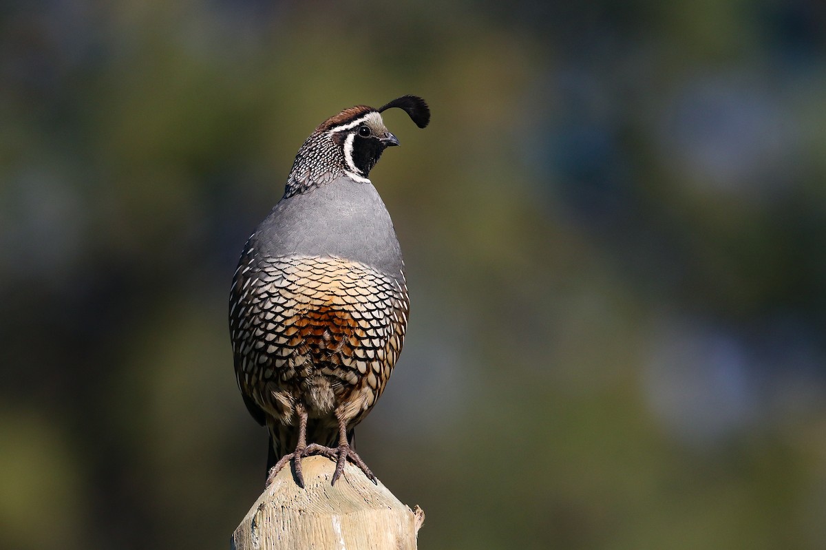 California Quail - Ethan Denton