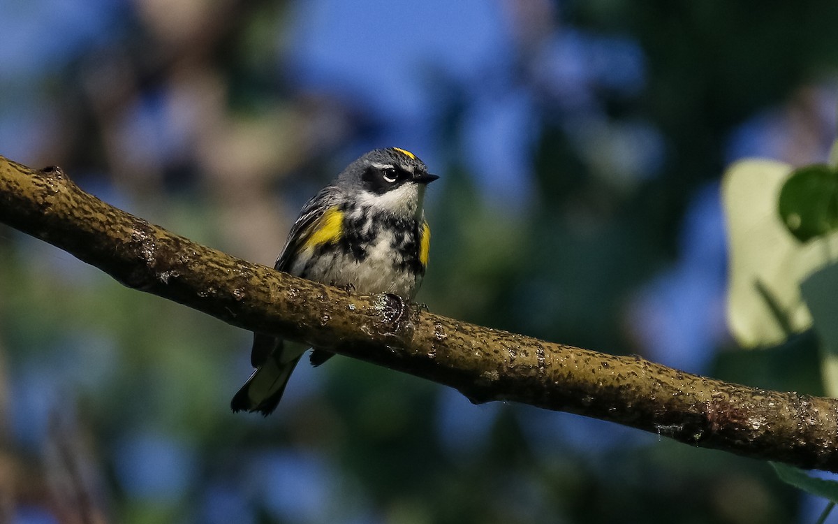 Yellow-rumped Warbler - ML465381291