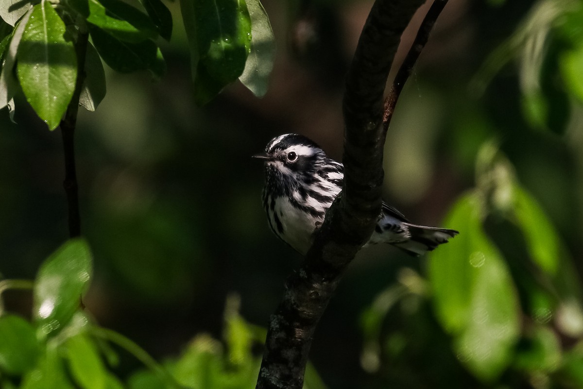 Black-and-white Warbler - ML465381331