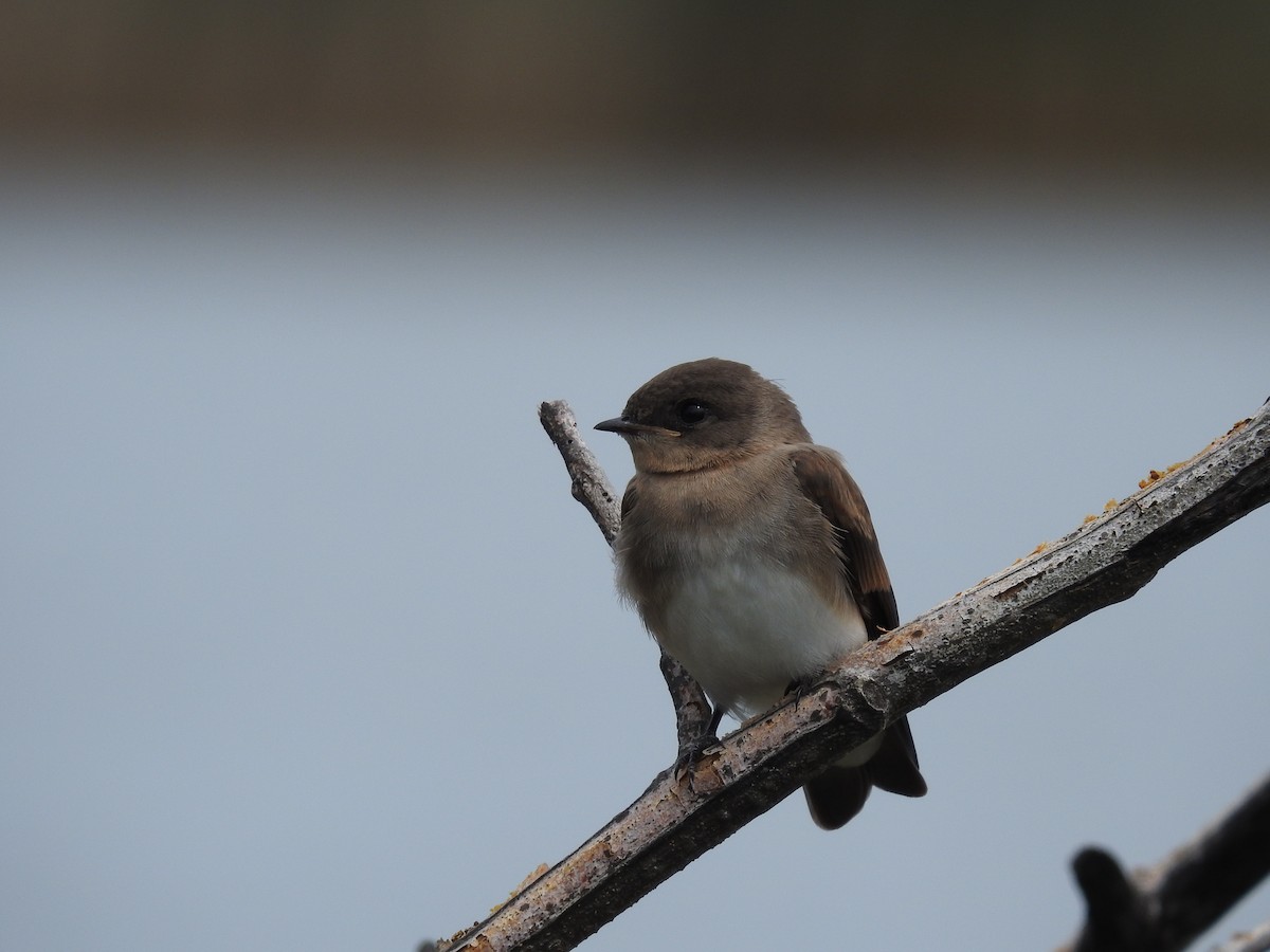 Northern Rough-winged Swallow - Anonymous