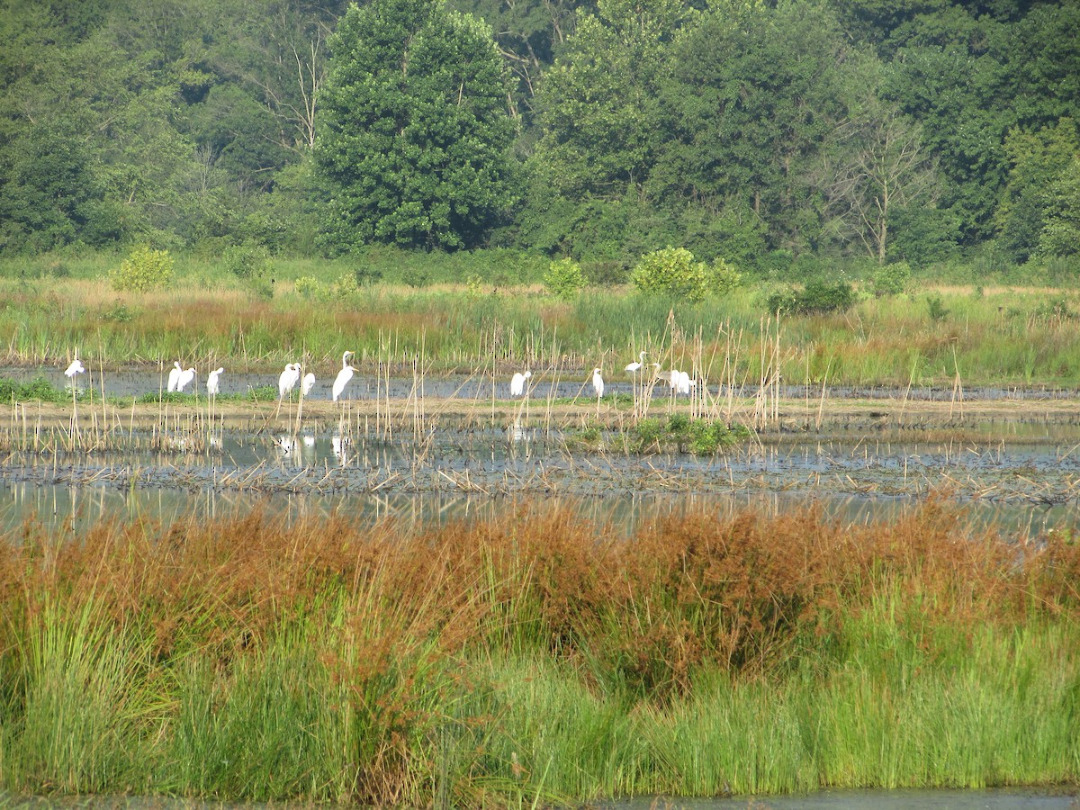 Great Egret - ML465381921