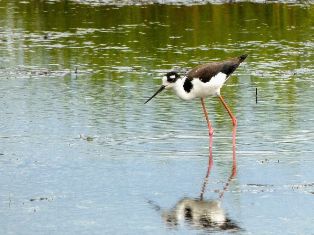 Black-necked Stilt - ML465382931