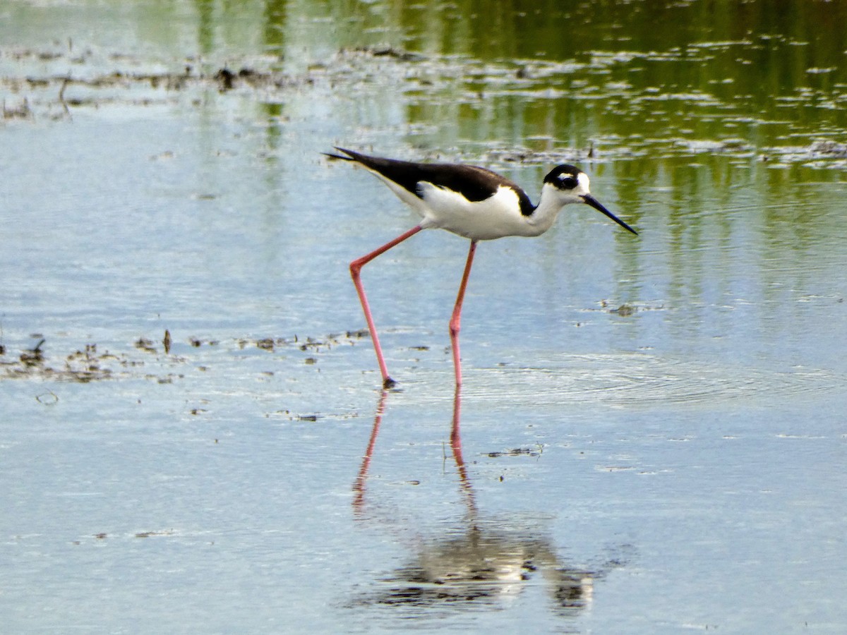 Black-necked Stilt - ML465382951