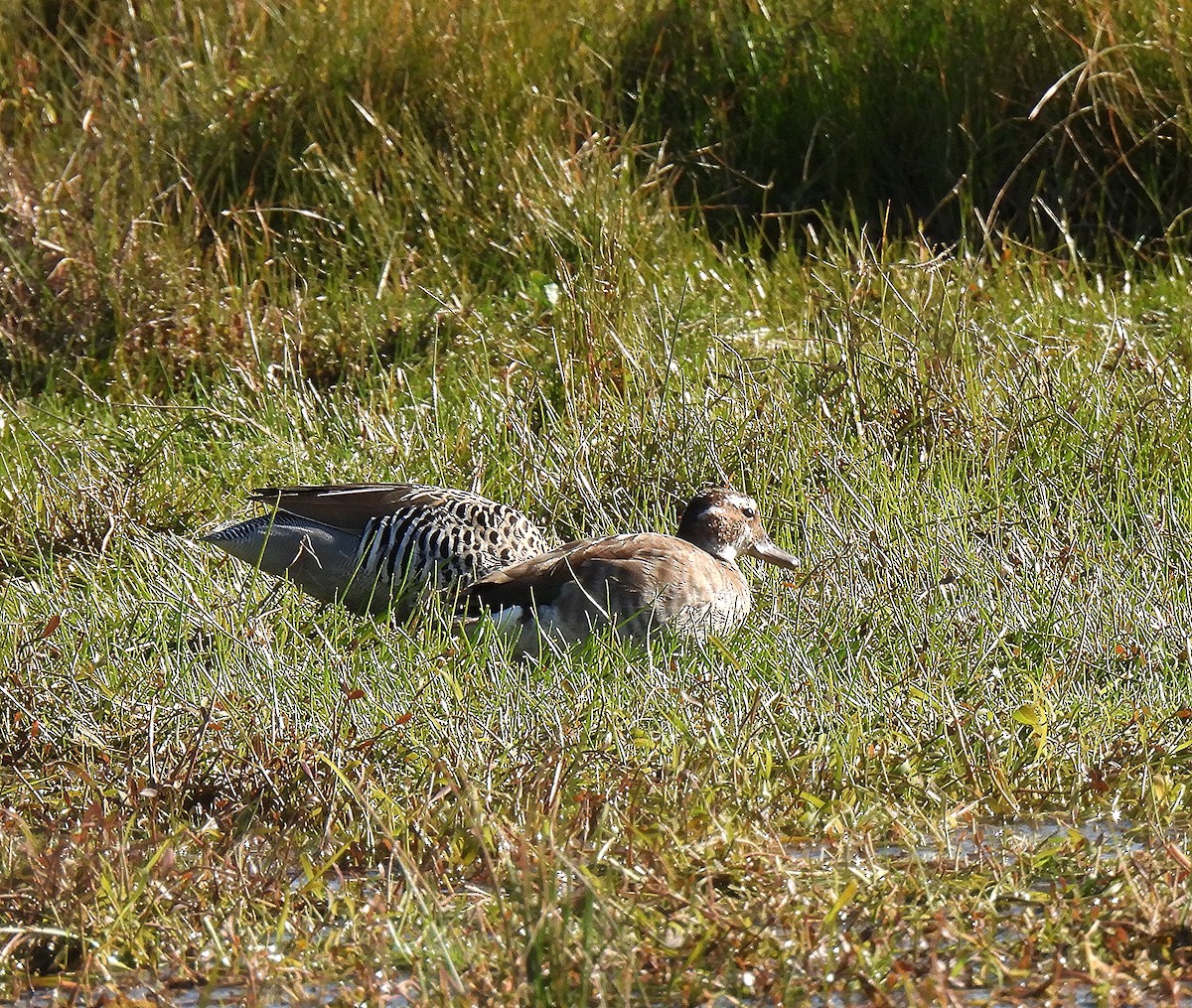 Ringed Teal - ML465384401