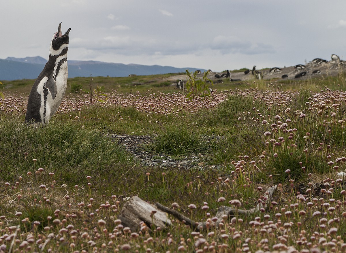 Magellanpinguin - ML46538441