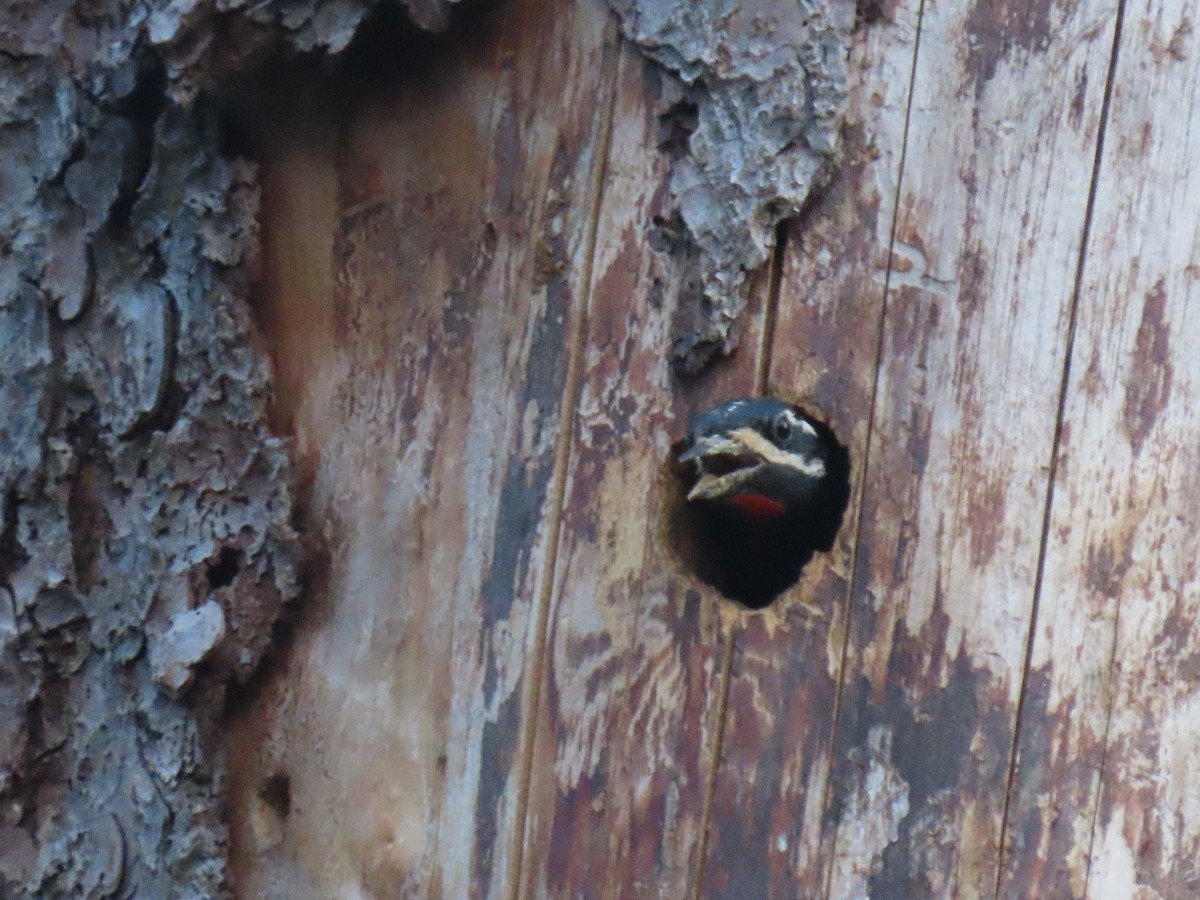 Williamson's Sapsucker - Nancy Stotz